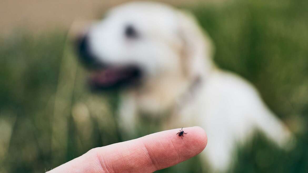 Tips for Preventing Fleas and Ticks in Dogs/Cats