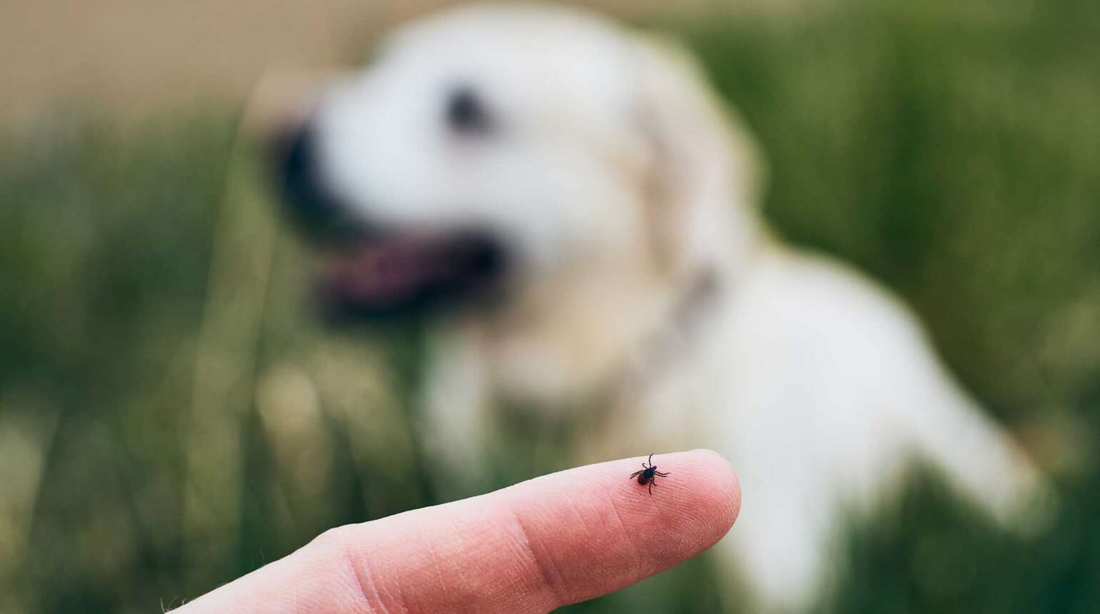 Tips for Preventing Fleas and Ticks in Dogs/Cats