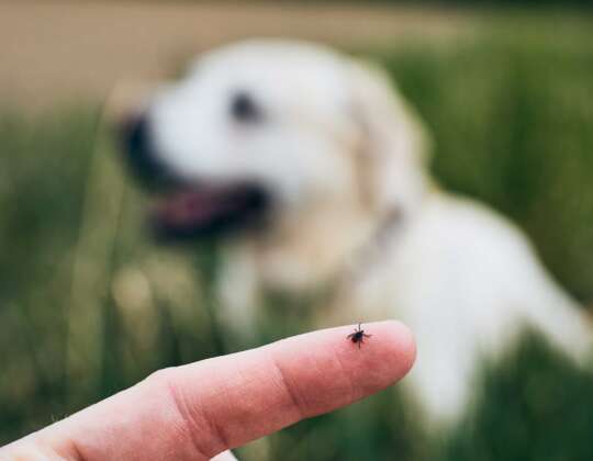 Tips for Preventing Fleas and Ticks in Dogs/Cats