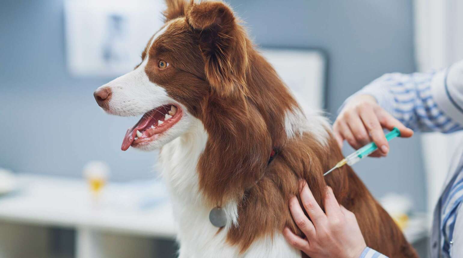 What Vaccinations Does My Dog/Cat Need and When?