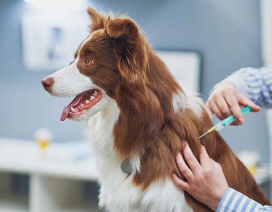 What Vaccinations Does My Dog/Cat Need and When?