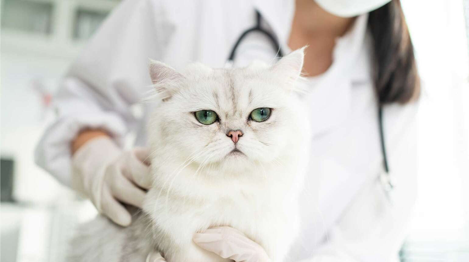 When to Visit the Vet?